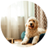 dogs