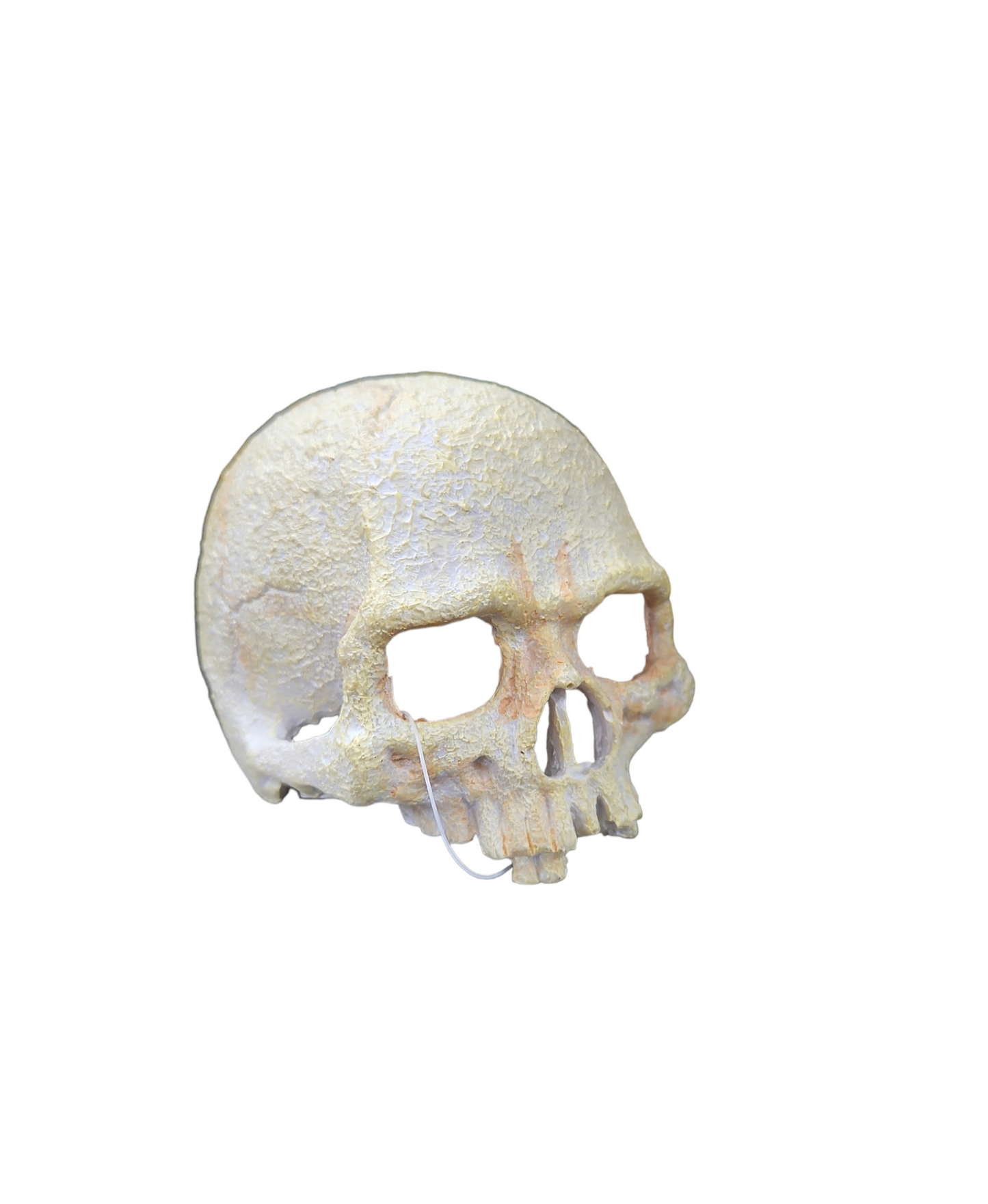 Small Primate Skull