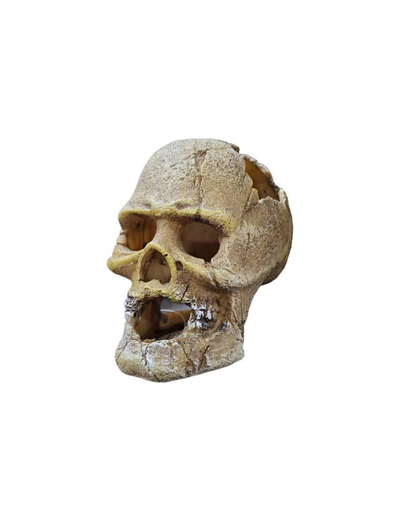 Human Skull