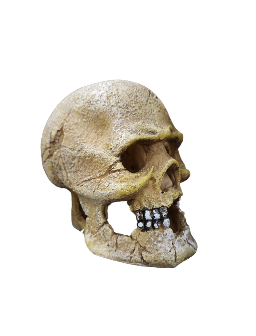 Human Skull
