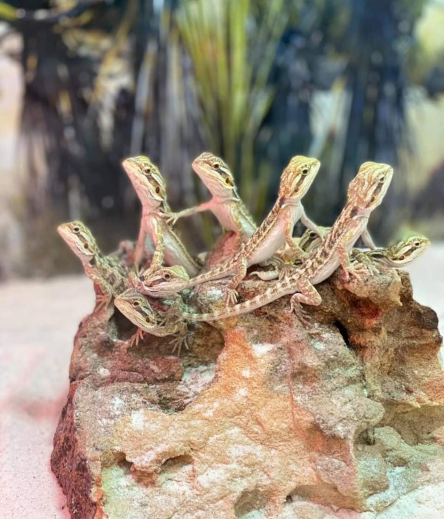 Central Bearded Dragon