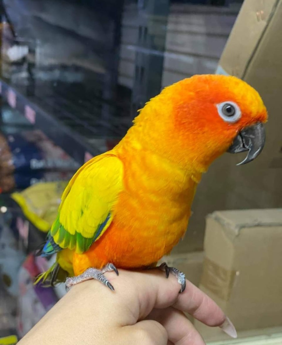 Sun Conure
