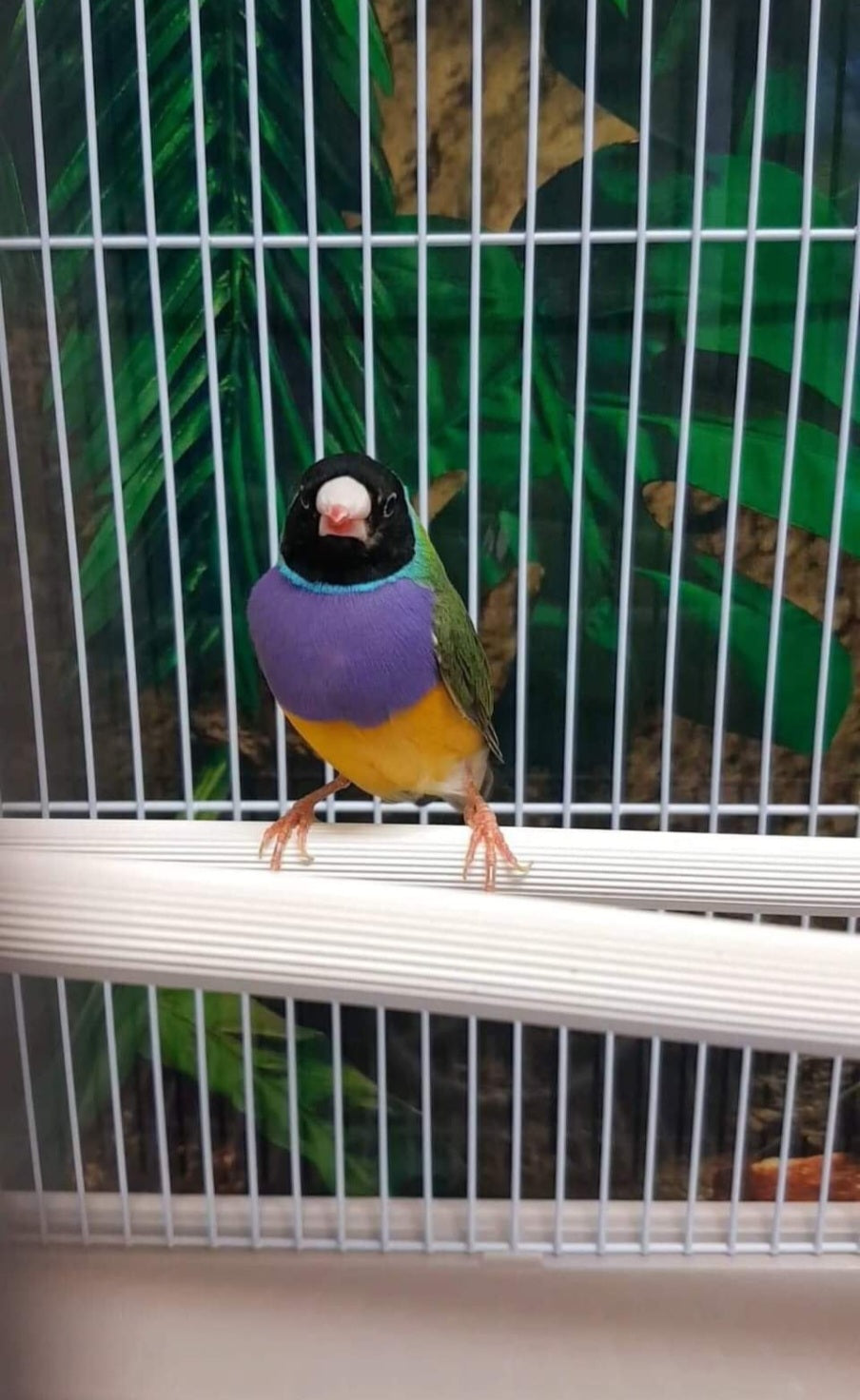 Gouldian Finch