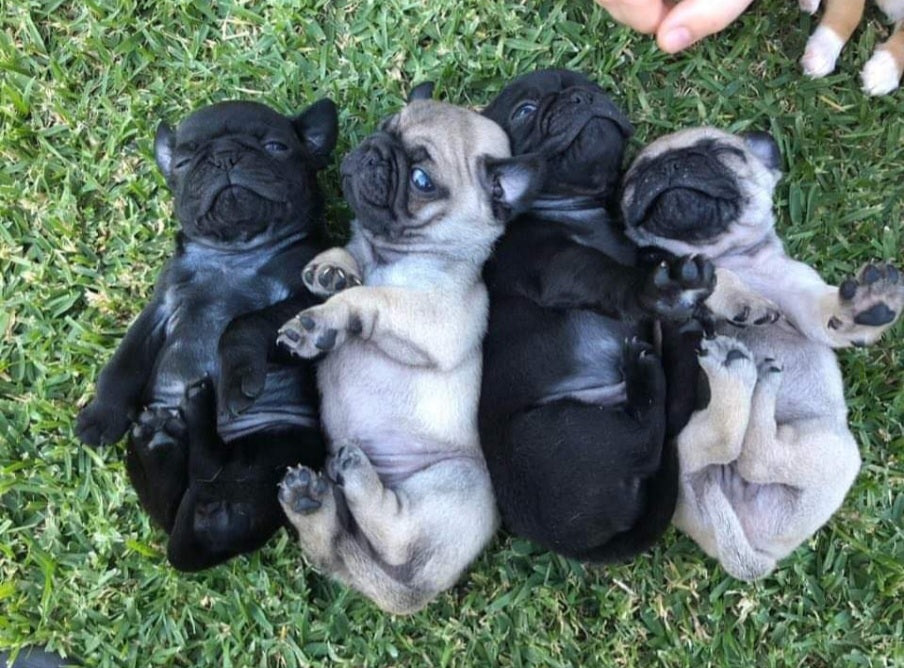 Pugs