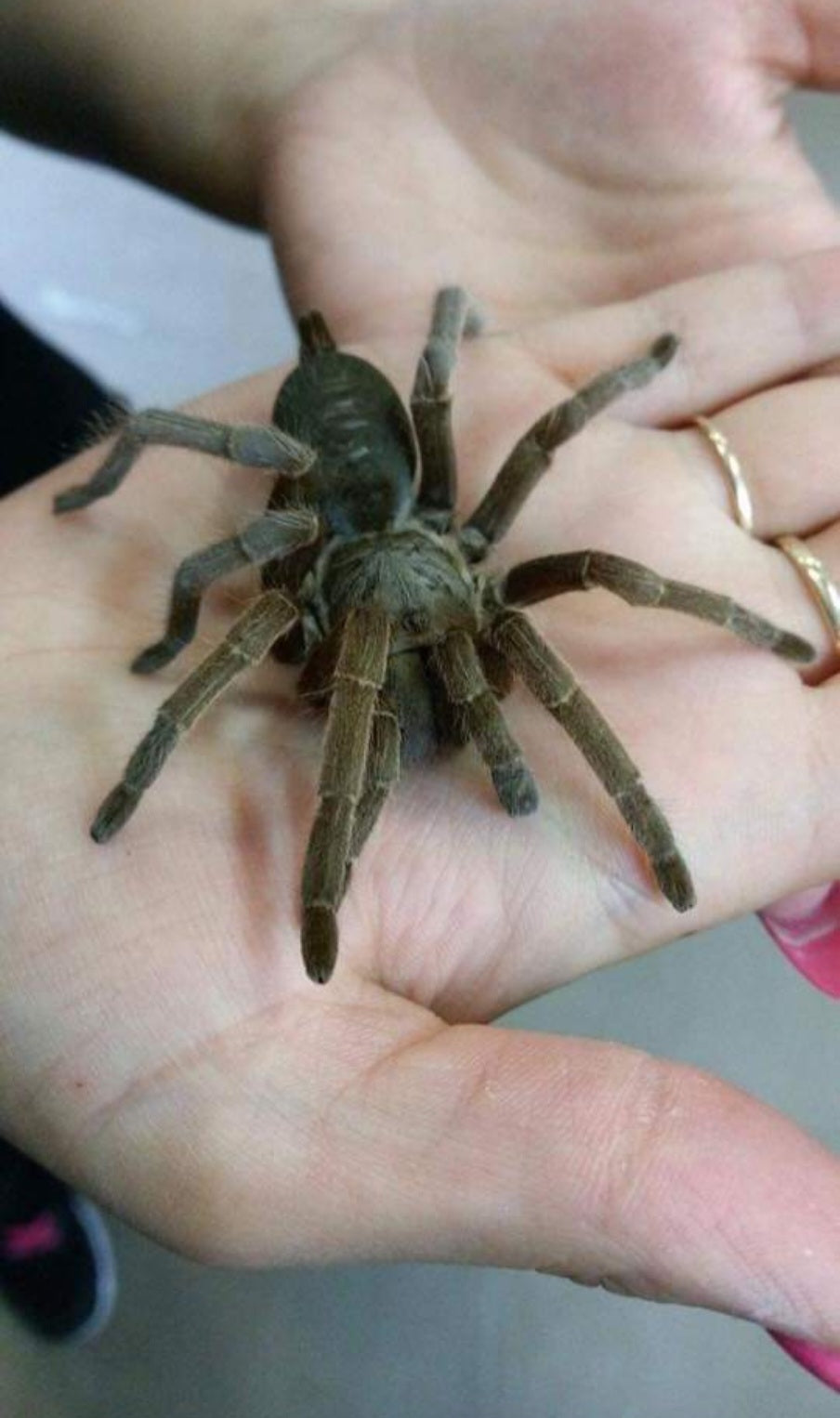 Tarantula