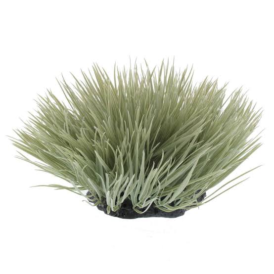 Spinifex with Resin Base