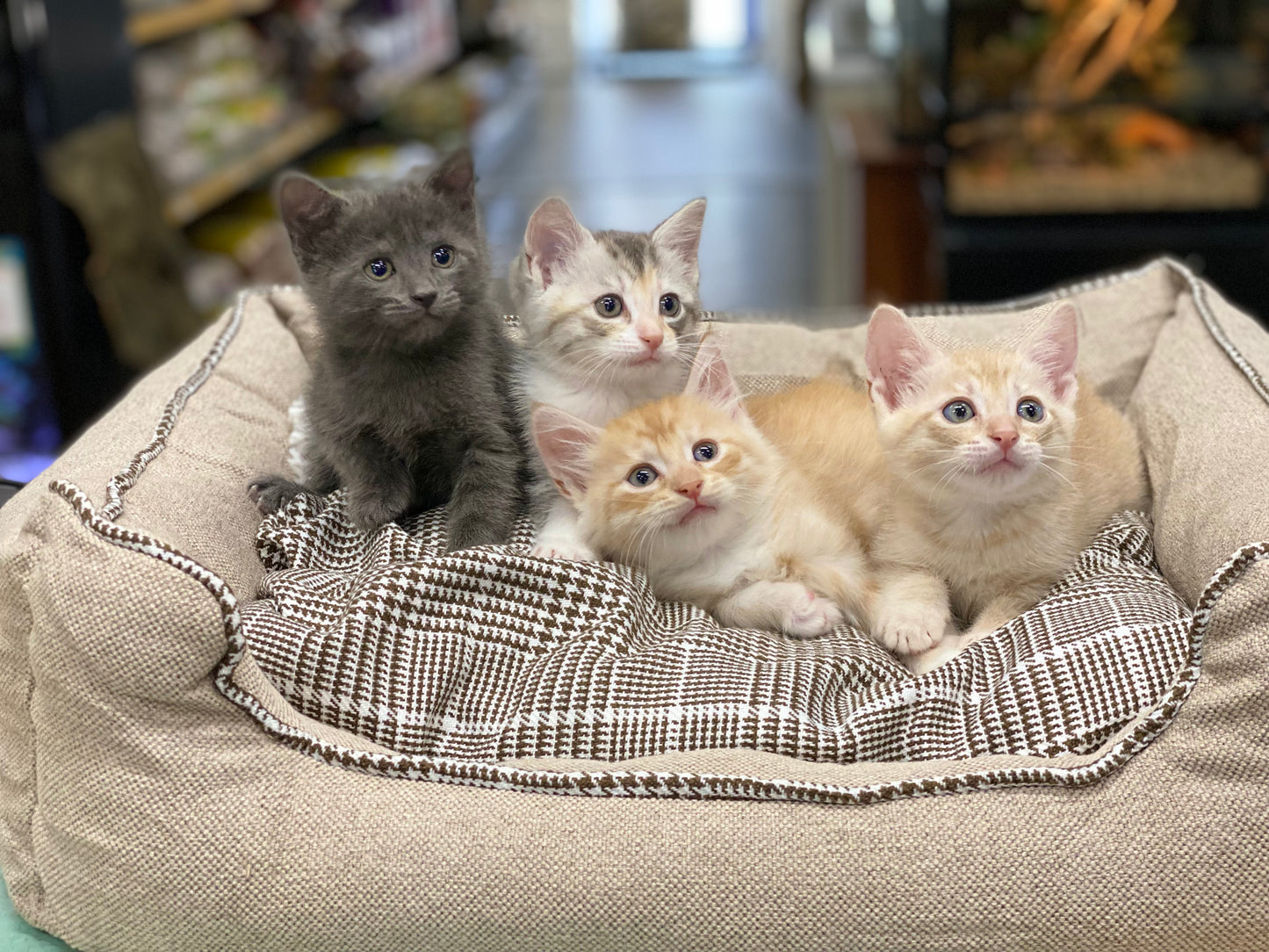 Kittens