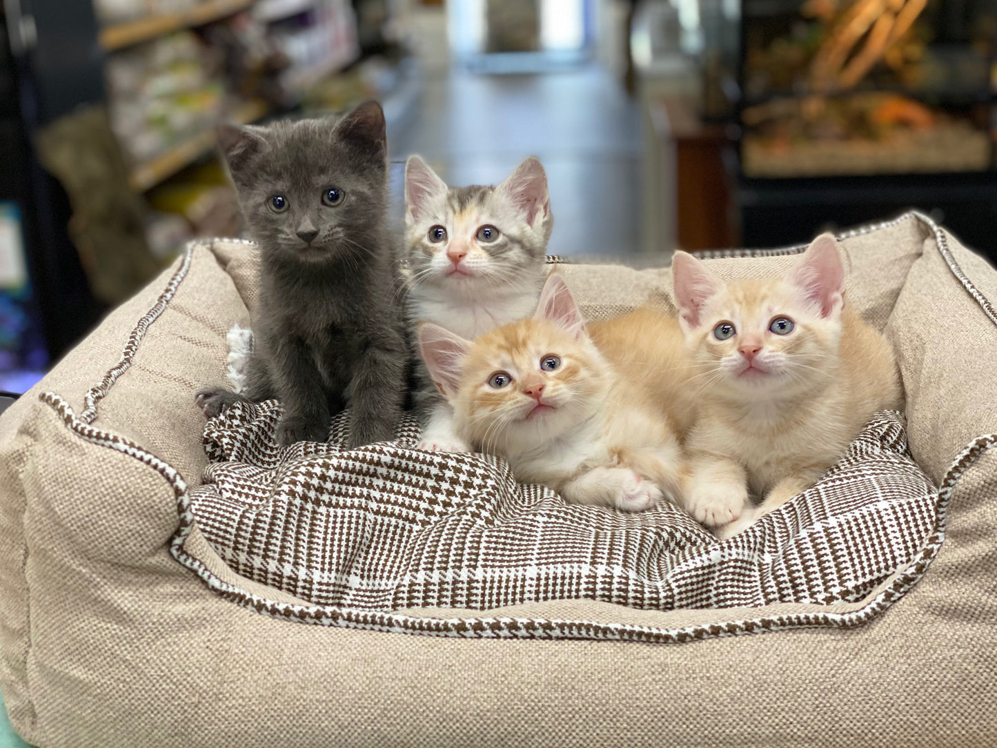 Kittens