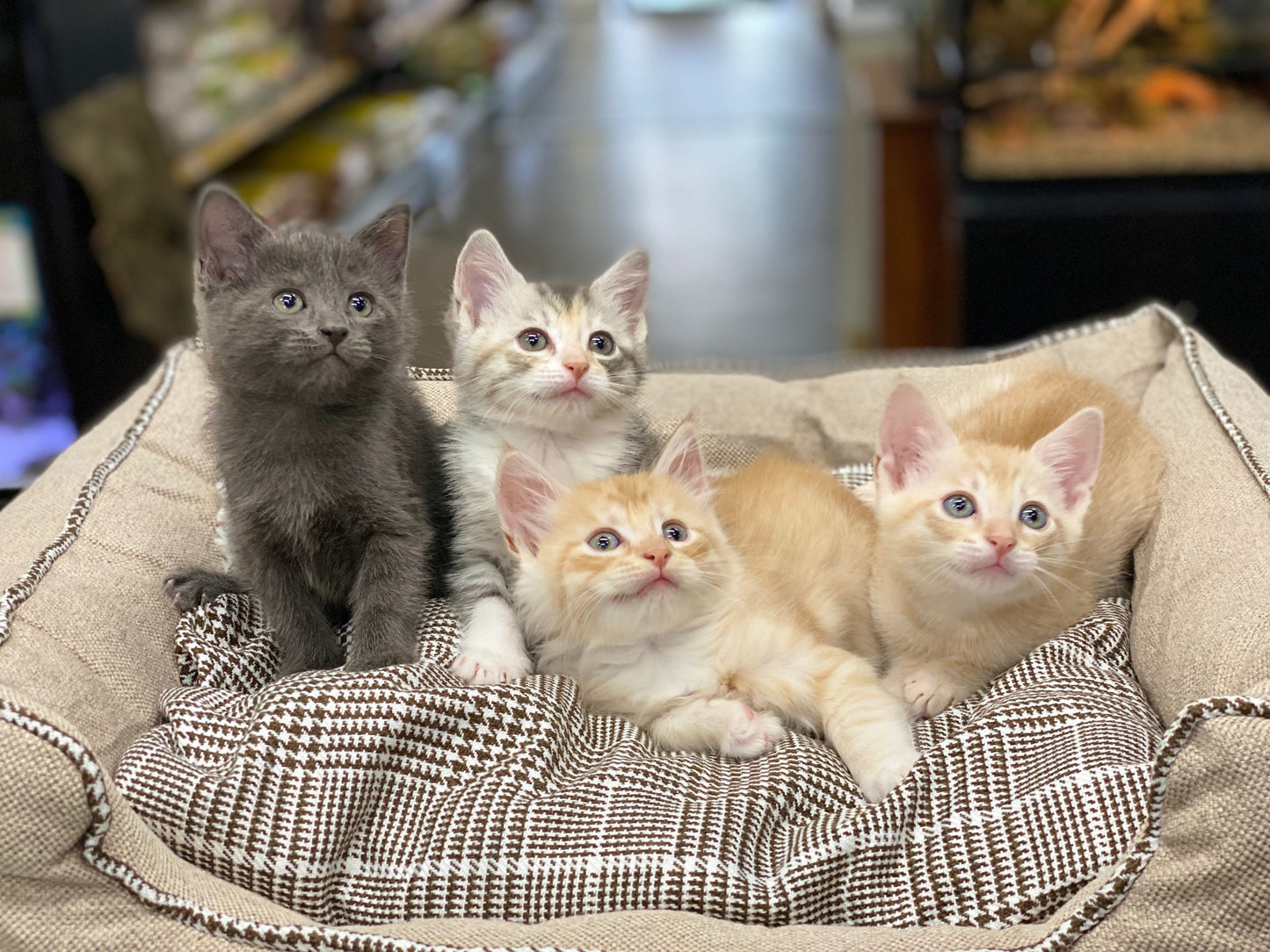 Kittens