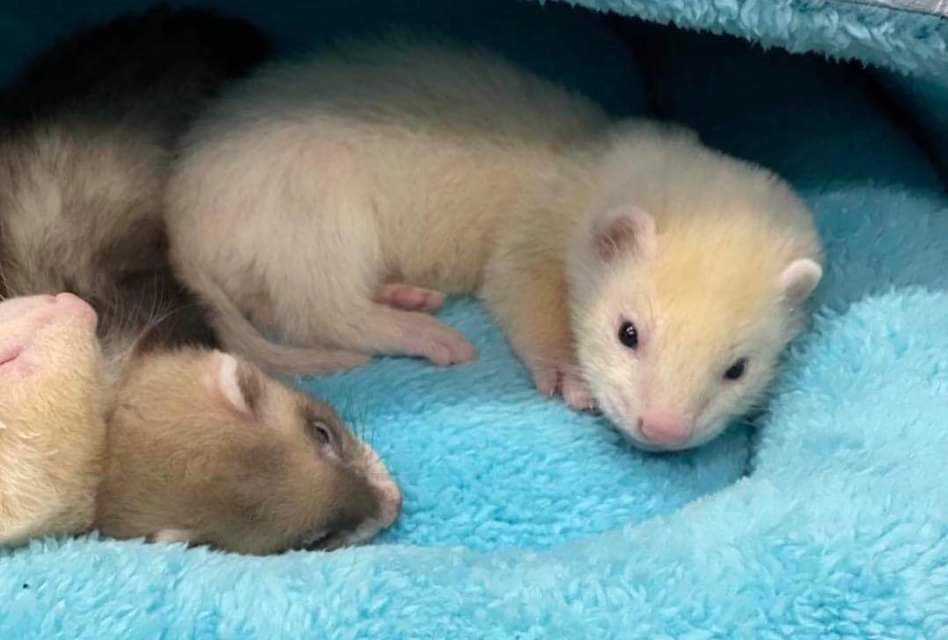 Ferrets