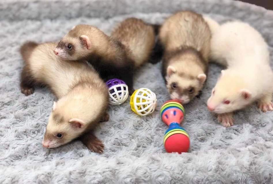 Ferrets