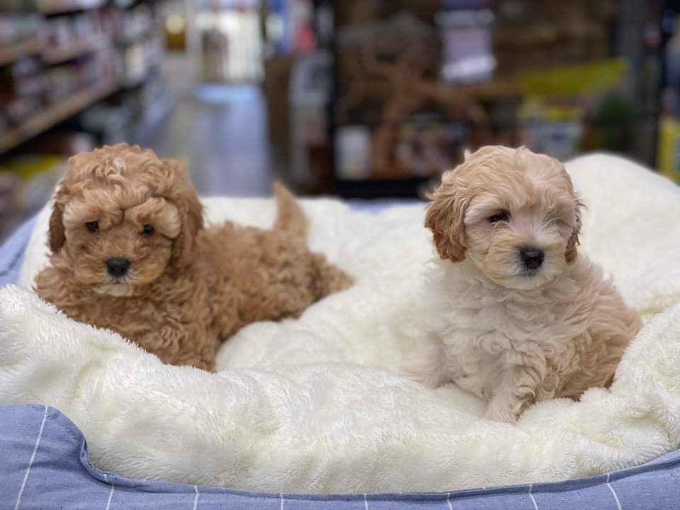 Puppies