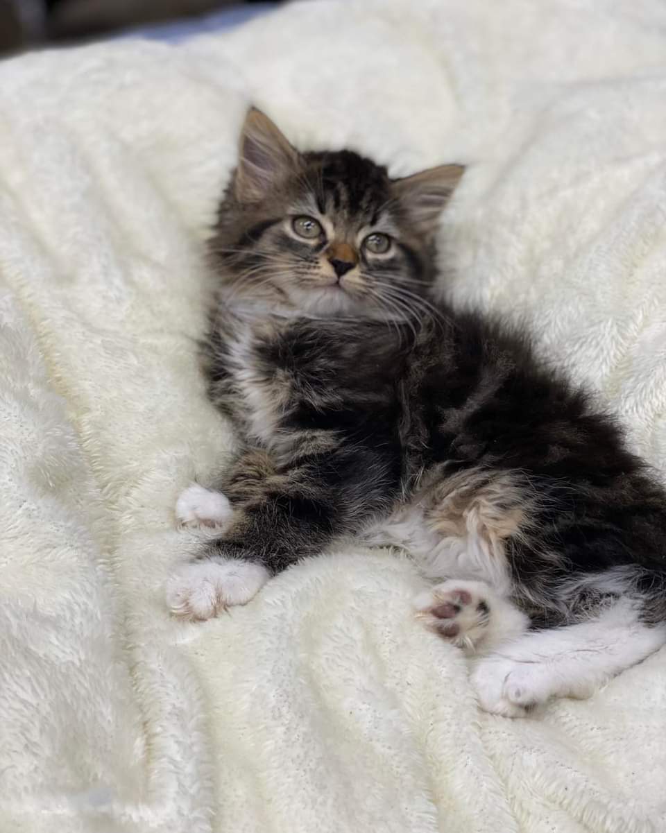 Kittens
