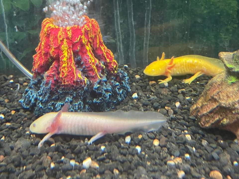 Axolotl