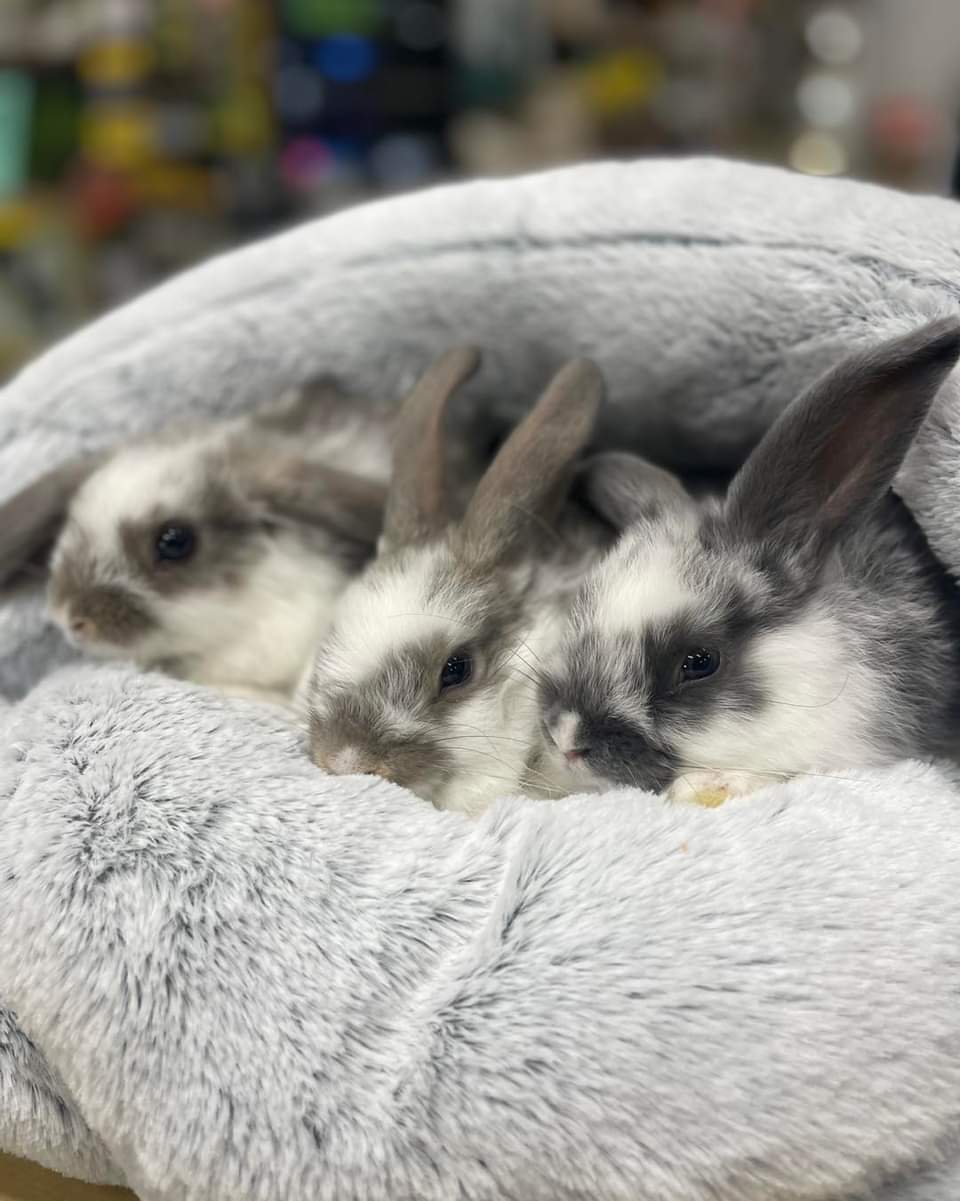 Bunnies