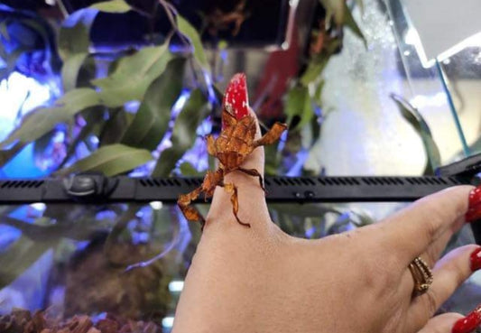 Spiney Leaf Insect