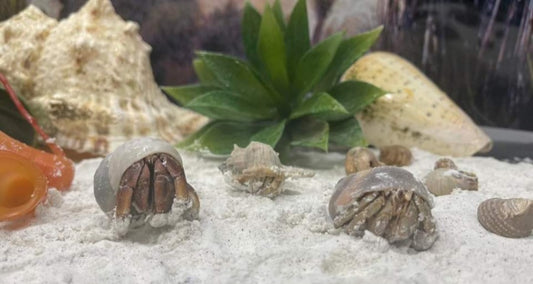 Hermit Crabs
