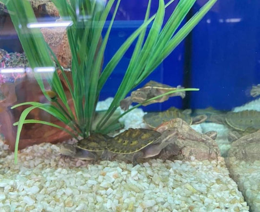 Short-Neck Turtle