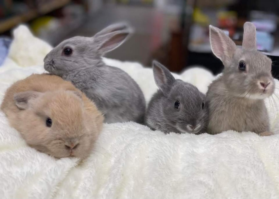 Bunnies