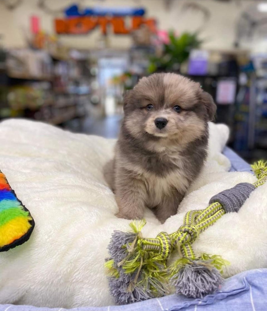 Pomeranian