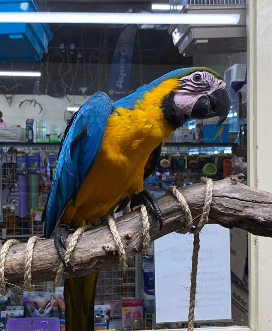 Macaw Parrot