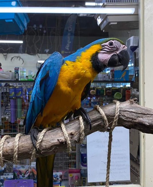 Macaw Parrot