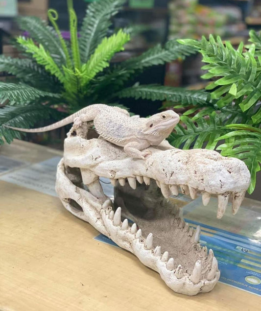 Central Bearded Dragon