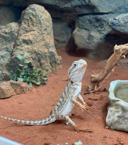 Pygmy Bearded Dragon