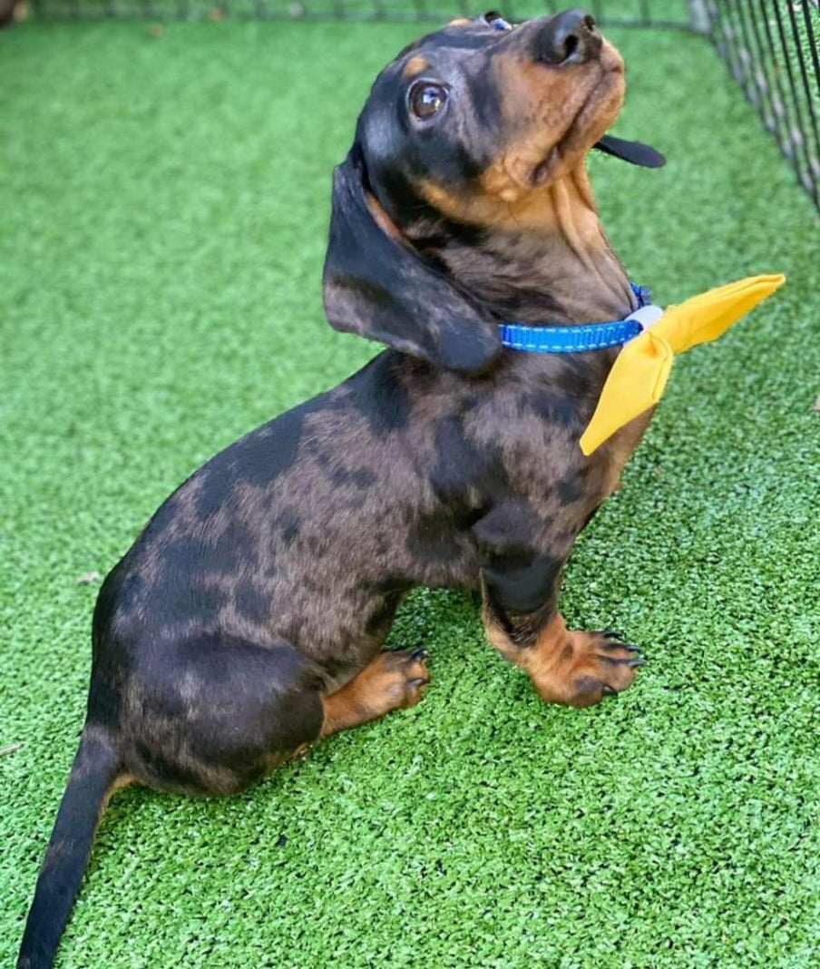 Mini Dachshund