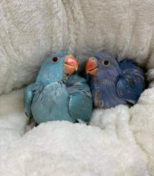 Indian Ringneck