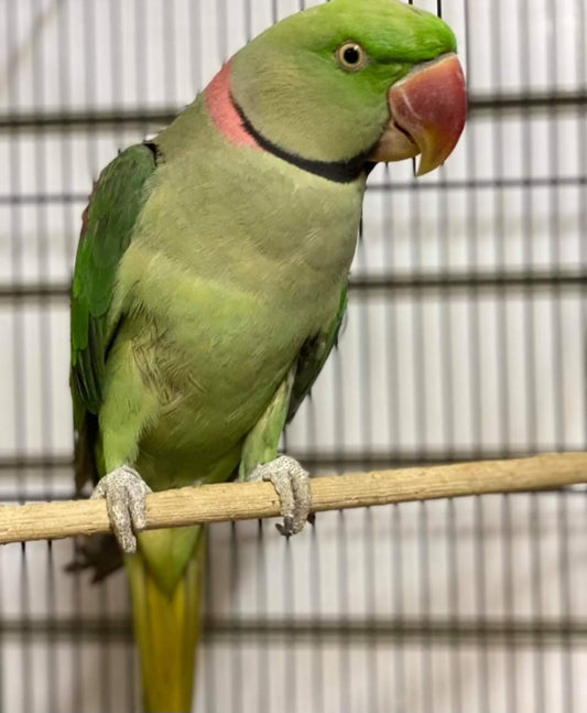 Alexandrine