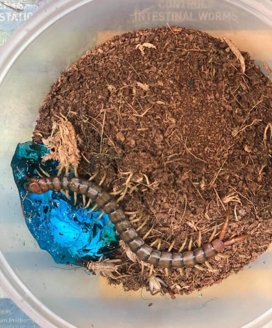 Centipede