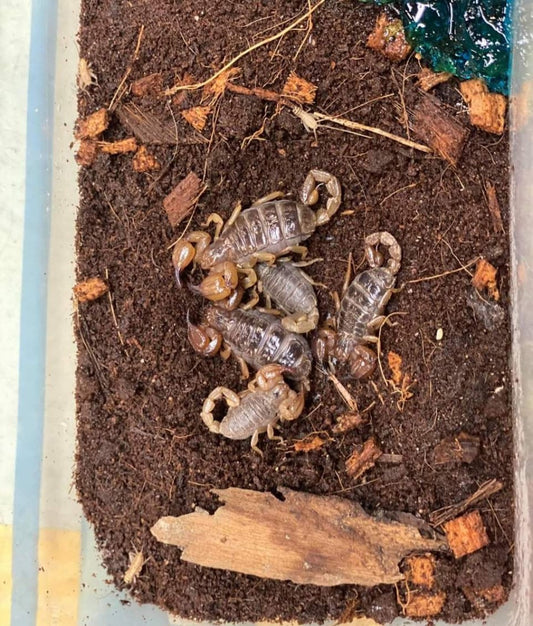 Black Rock Scorpion