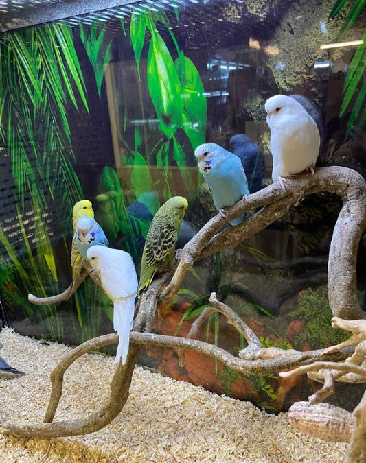 Budgie