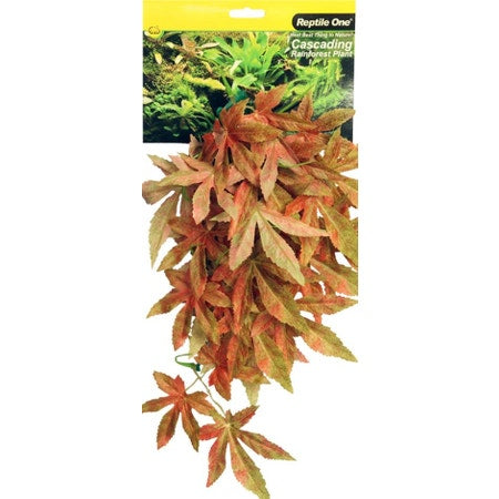 Red Hanging Sativa