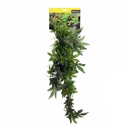 Green Hanging Sativa