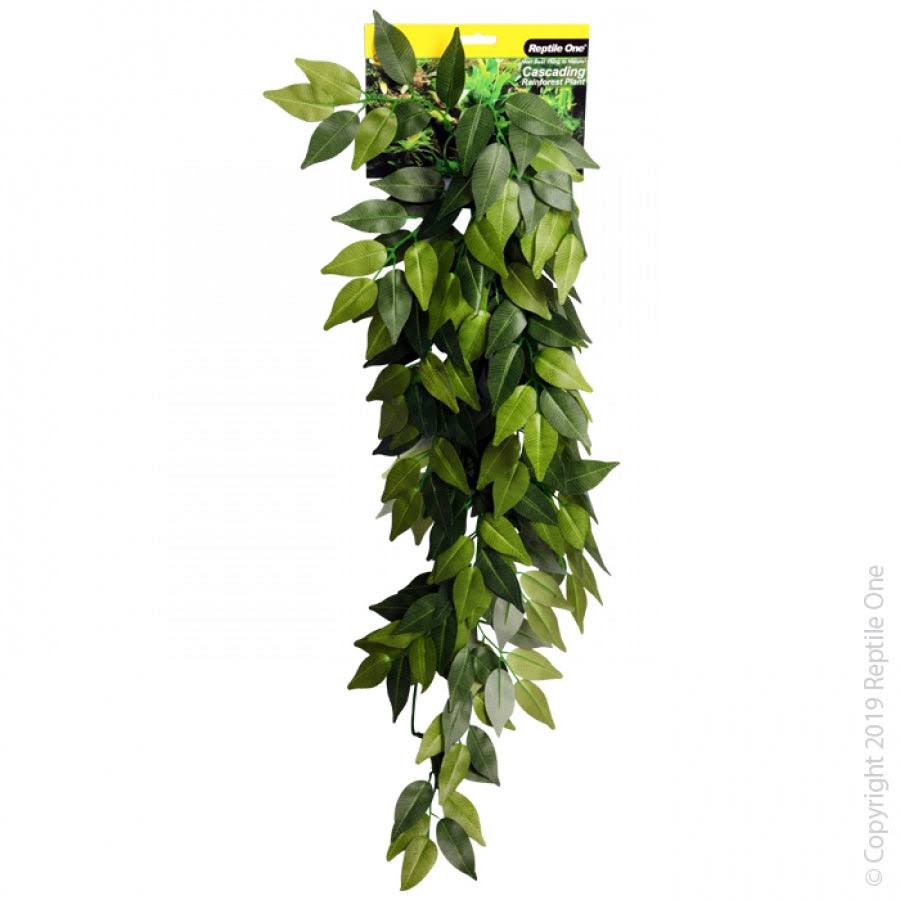 Green Variegated Ivy Cascading Plant